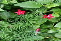 Ipomoea quamoclit
